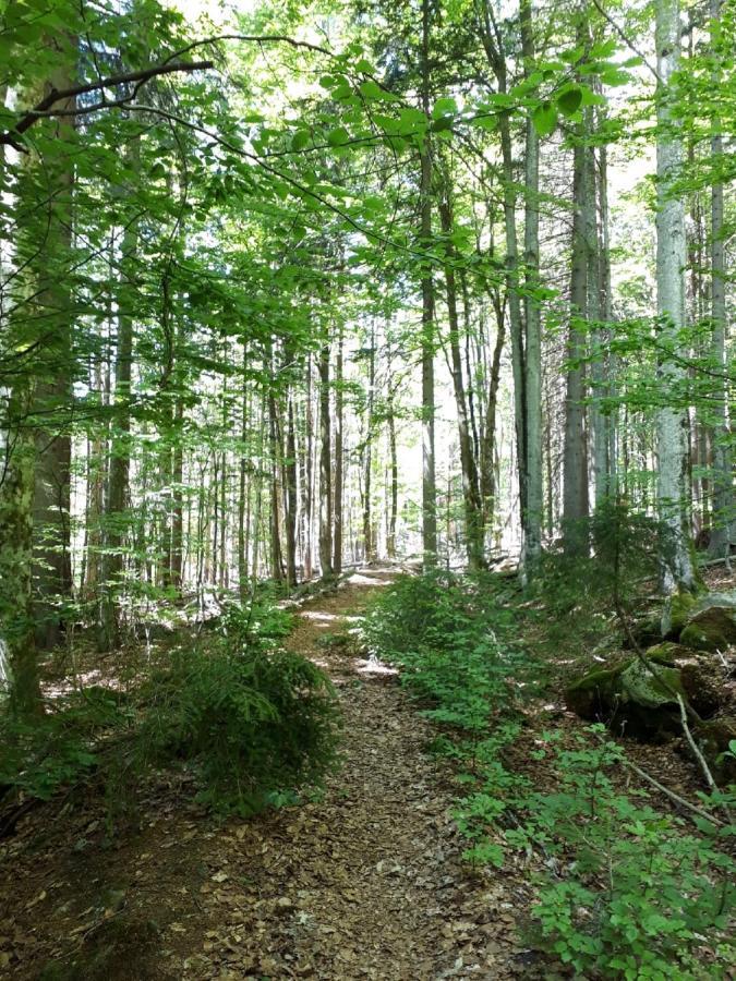 Ferienhaus Bayerwald Ringelai Zewnętrze zdjęcie